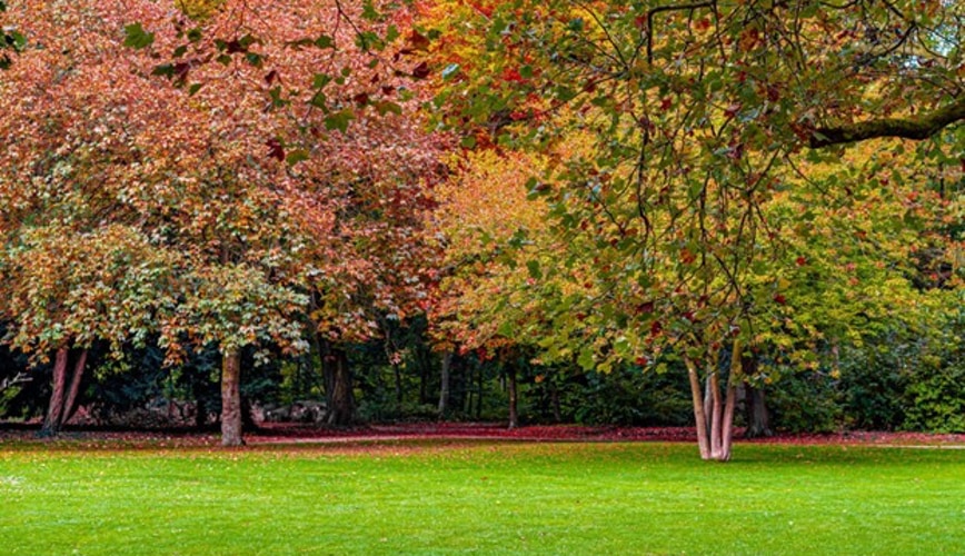 Revive a Heat-Stricken Lawn With Agrolawn Comprehensive Lawn Care Program