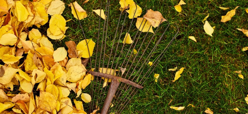 When to Rake or Remove Excess Leaves in MD