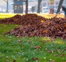 To Keep or Not Keep Leaf Litter? Fall Leaf Cleaning for a Healthy Maryland Lawn