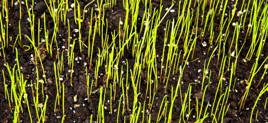 Premium Seeding Services