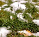 Dormant Grass, Active Soil: What's Still Happening Under Your Winter Lawn