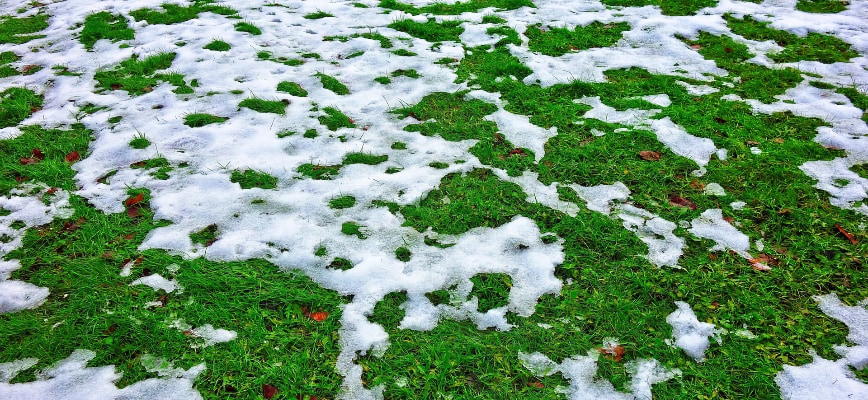 Want your lawn to thrive no matter what winter throws its way?
