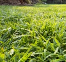 Maryland's Early Spring Weeds: Identification & Prevention Before They Spread