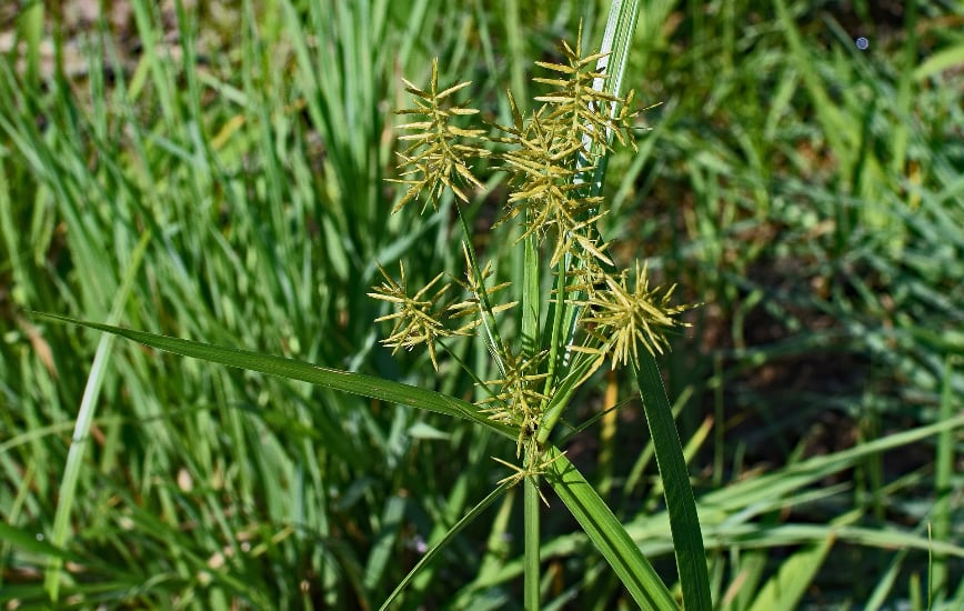 What Does Yellow Nutsedge Look Like?