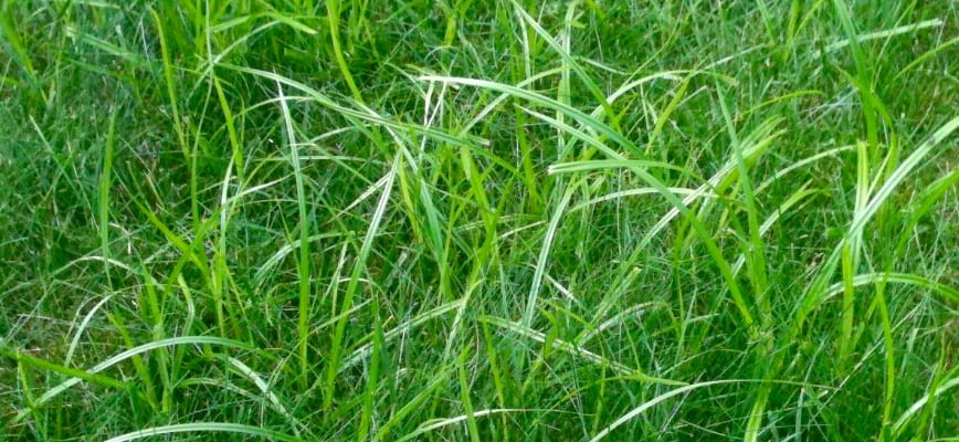 Can Yellow Nutsedge Be Prevented?