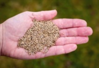 A handful of grass seed ready for overseeding