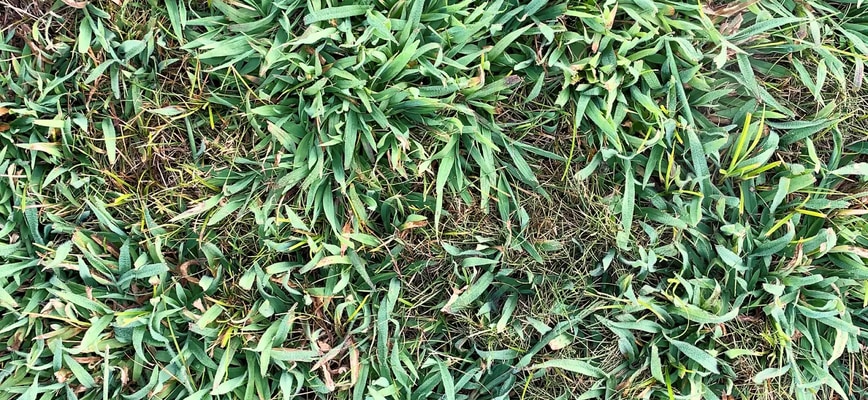 Agrolawn Choice of Pre-Emergent Solution: Dimension