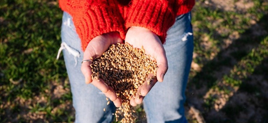 Fall Seeding Is Best: Why Agrolawn Doesn't Seed Lawns In The Spring