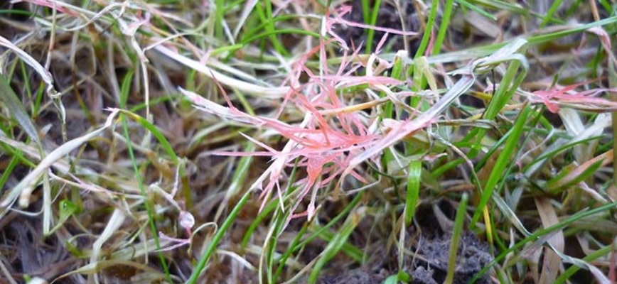 The 2 Common Fungal Diseases Invading Maryland and Virginia Lawns