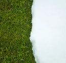 Winter Lawn Care Myths: What Really Helps Your Grass in the Off-Season?